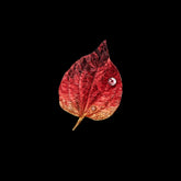 Autumn Leaf Brooch. Lab-Grown Topaz