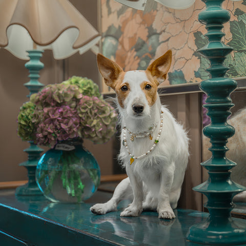 Pet Pearl Collier