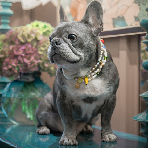 Pet Pearl Collier