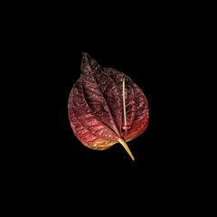 Sunset Autumn Leaf Brooch