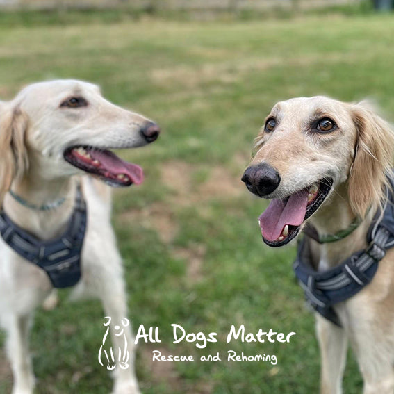 Anabela_Chan_Joaillerie_AC_x_Pintu_We_Proudly_Support_All_Dogs_Matter_R_R_with_logo