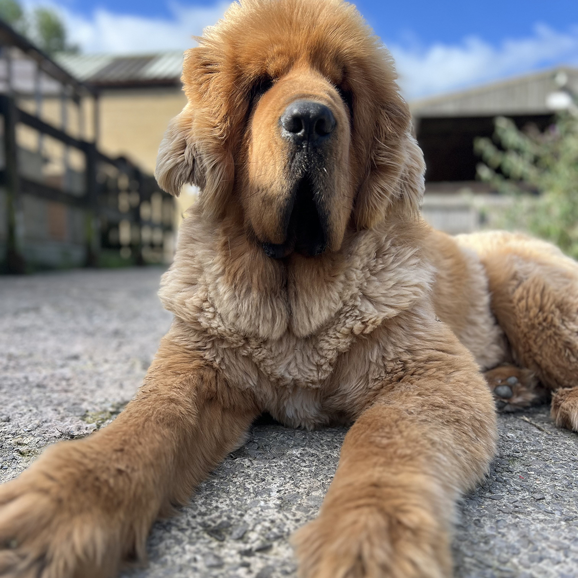 Anabela_Chan_Joaillerie_AC_x_Pintu_We_Proudly_Support_Rushton_Dog_Rescue_04