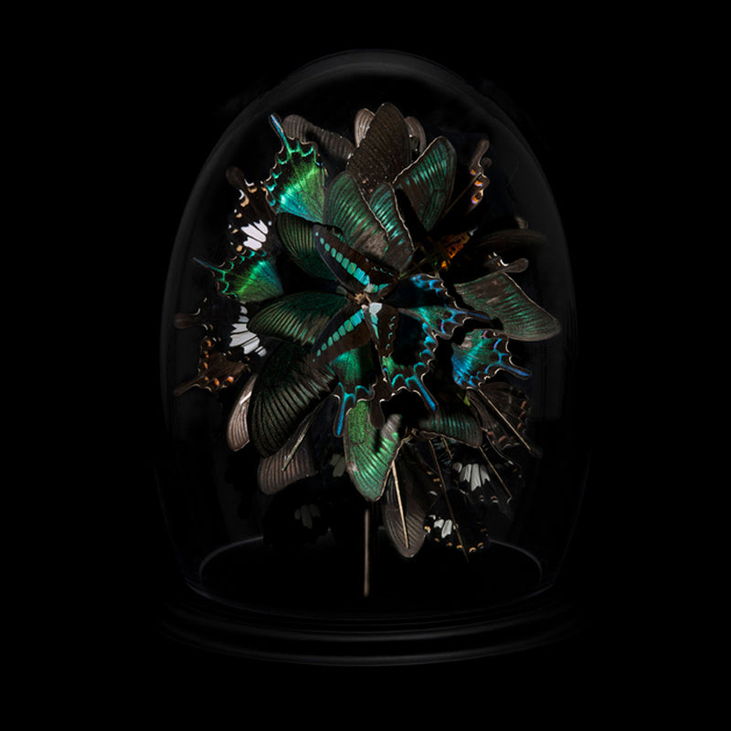 Anabela Chan Joaillerie_Butterfly Sculptures_Acid Bloom 01_2013