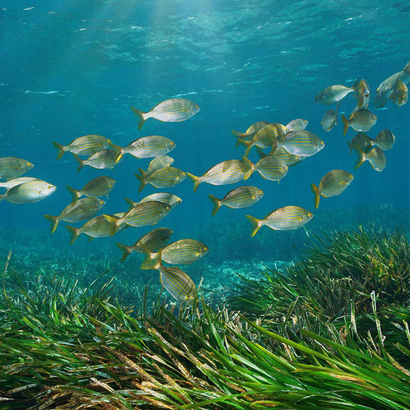 Anabela_Chan_Joaillerie_Mermaid_s_Tale_Our_Ocean_Initiative_Our_Vision_Restoring_Coastal_Ecosystems