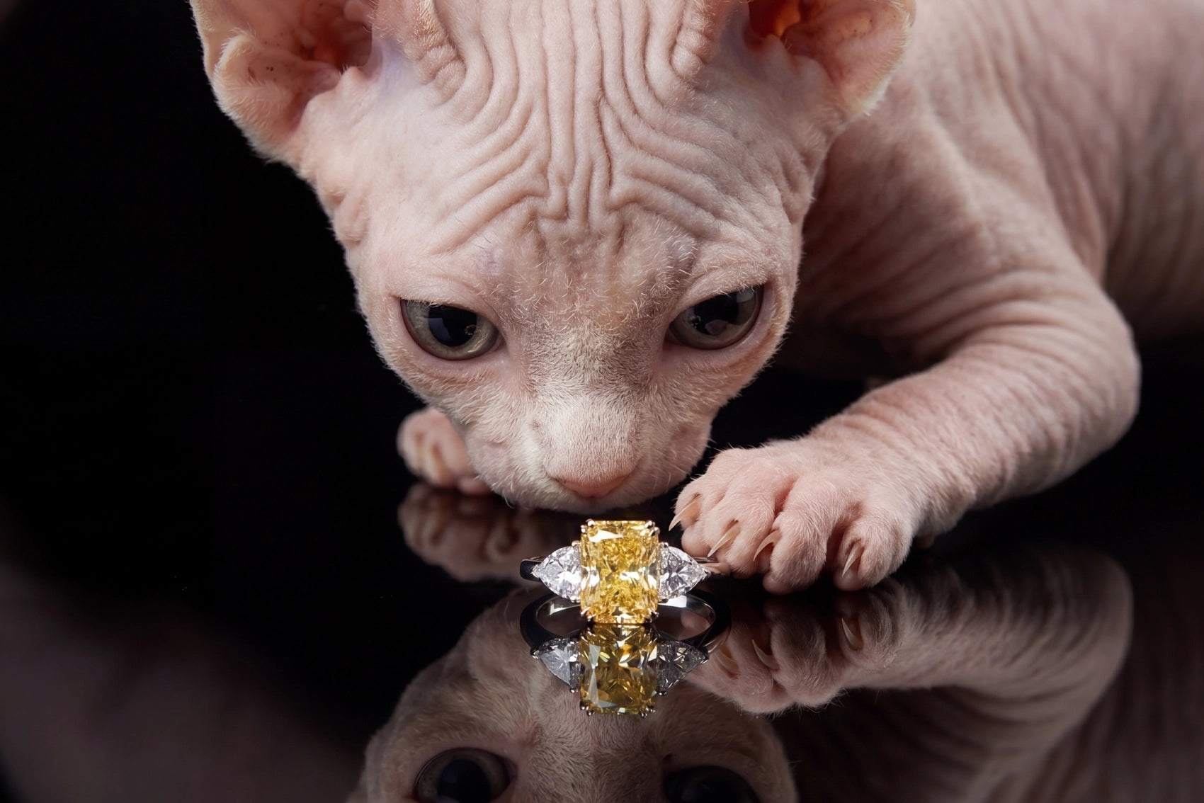 Anabela_Chan_Joaillerie_Our_Collections_Classic_Collection_Orchid_Canary_Ring_Feline_Campaign_desktop