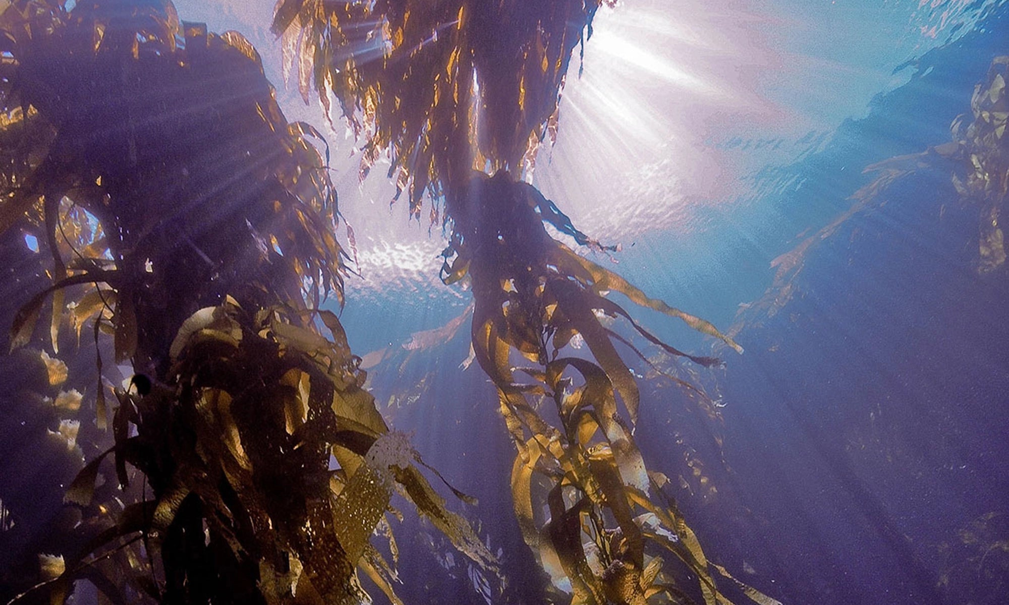 Anabela_Chan_Joaillerie_Our_Ocean_Initiative_Our_Vision_Why_Kelp_Forests