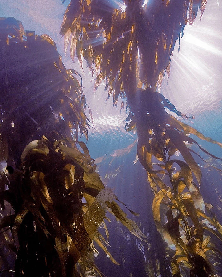 Anabela_Chan_Joaillerie_Our_Ocean_Initiative_Our_Vision_Why_Kelp_Forests_mobile