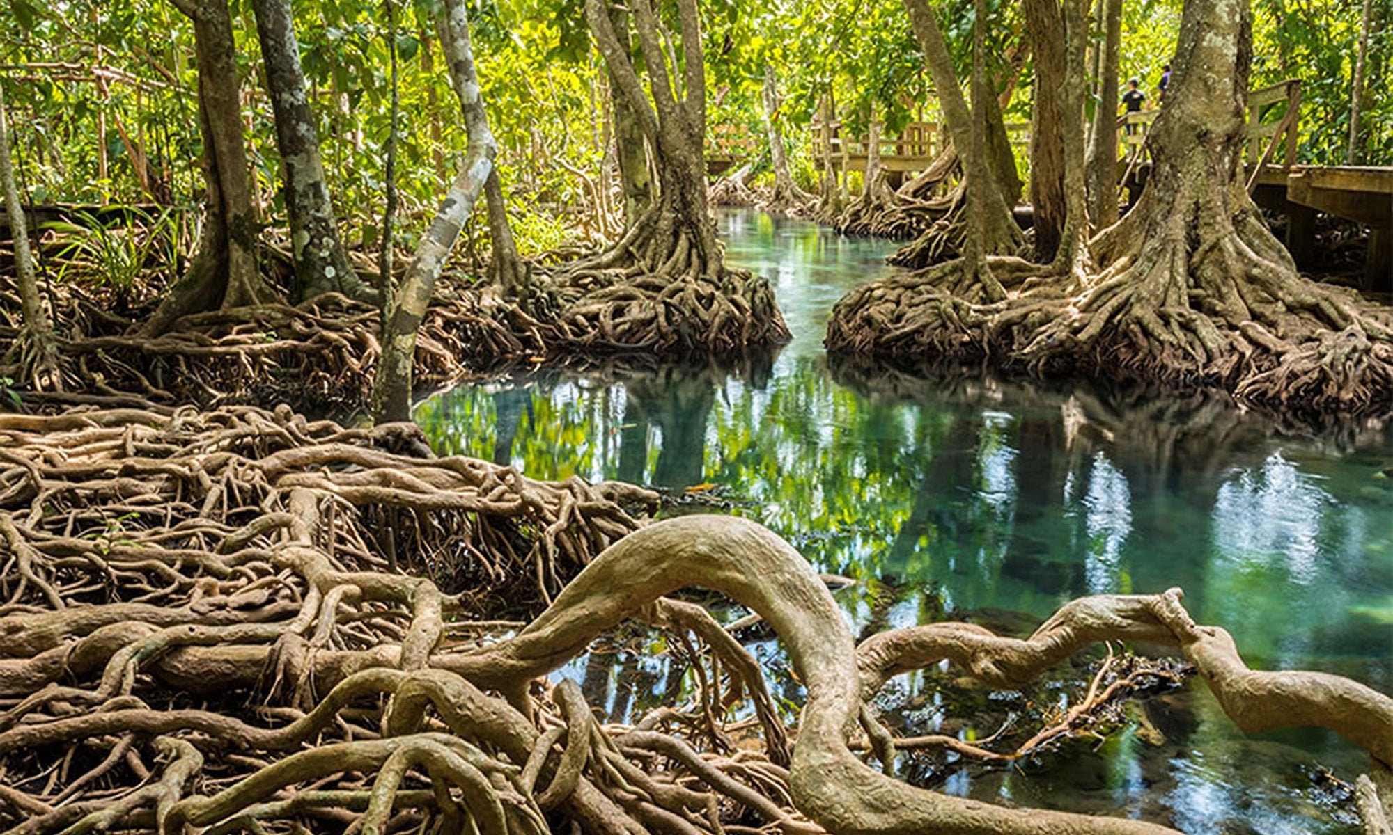 Anabela_Chan_Joaillerie_Our_Ocean_Initiative_Our_Vision_Why_Mangrove_Trees