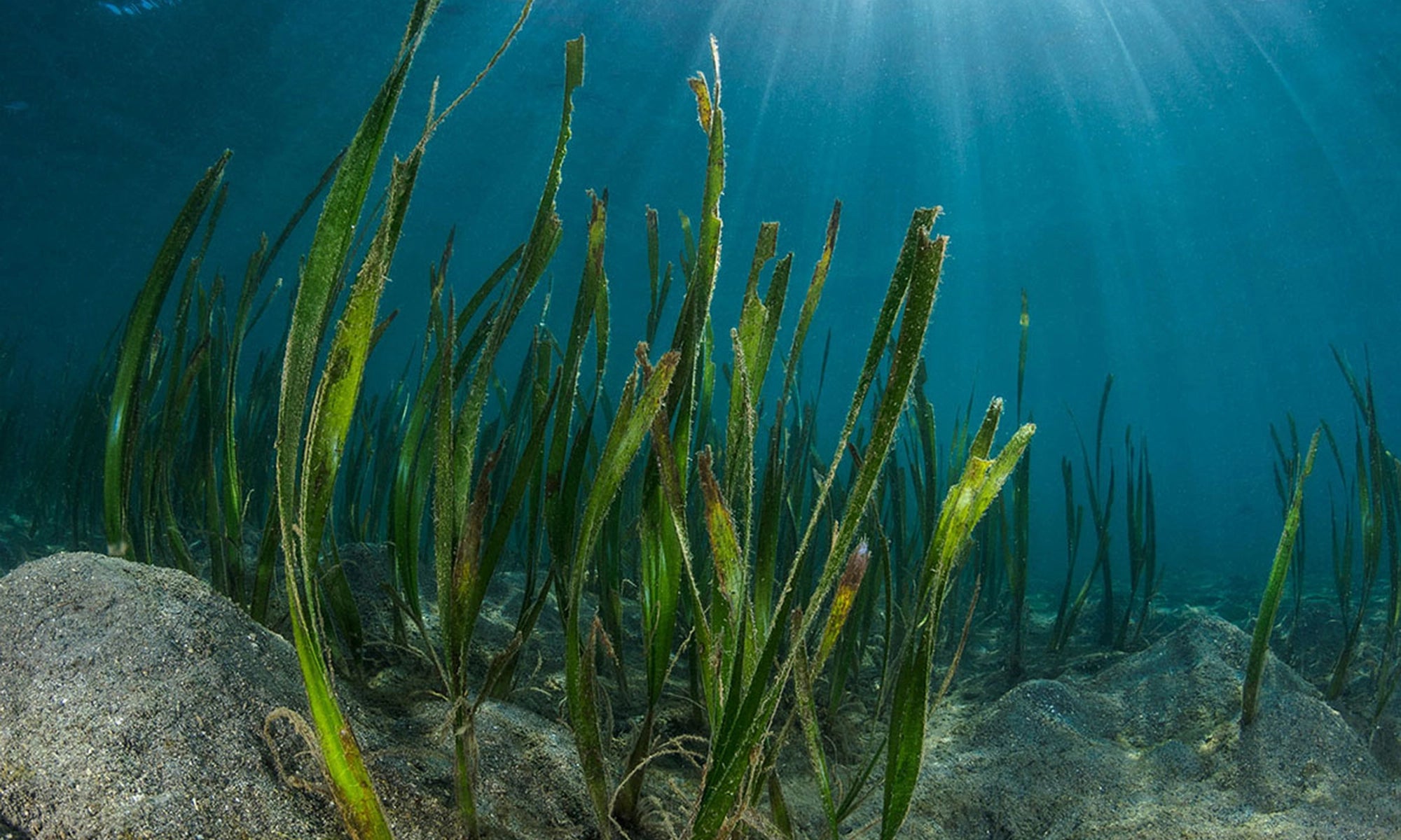 Anabela_Chan_Joaillerie_Our_Ocean_Initiative_Our_Vision_Why_Seagrass