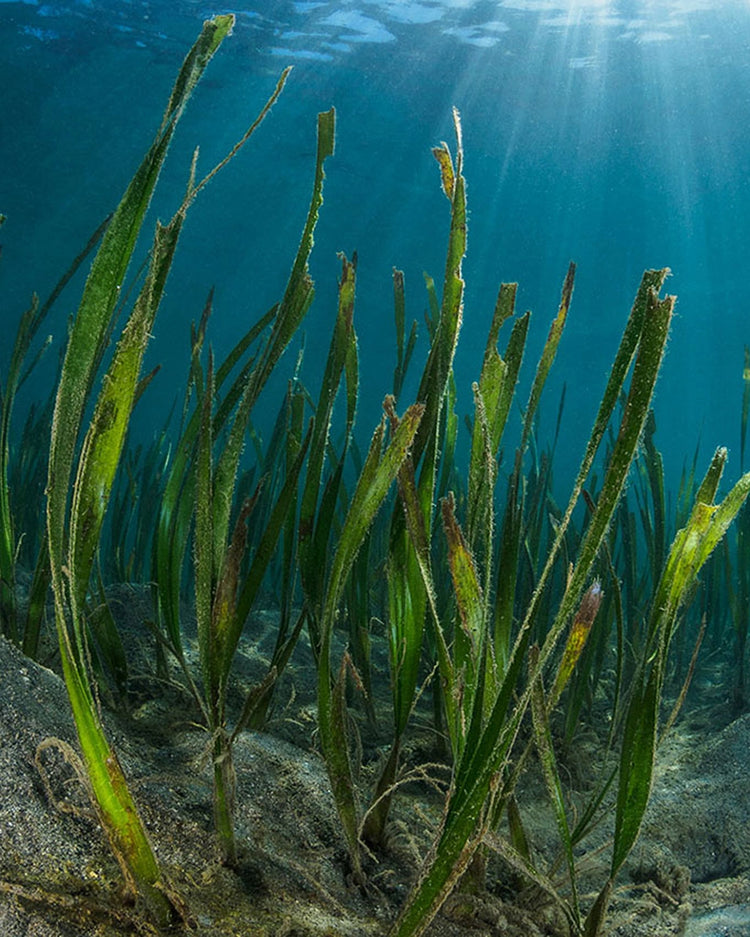 Anabela_Chan_Joaillerie_Our_Ocean_Initiative_Our_Vision_Why_Seagrass_mobile