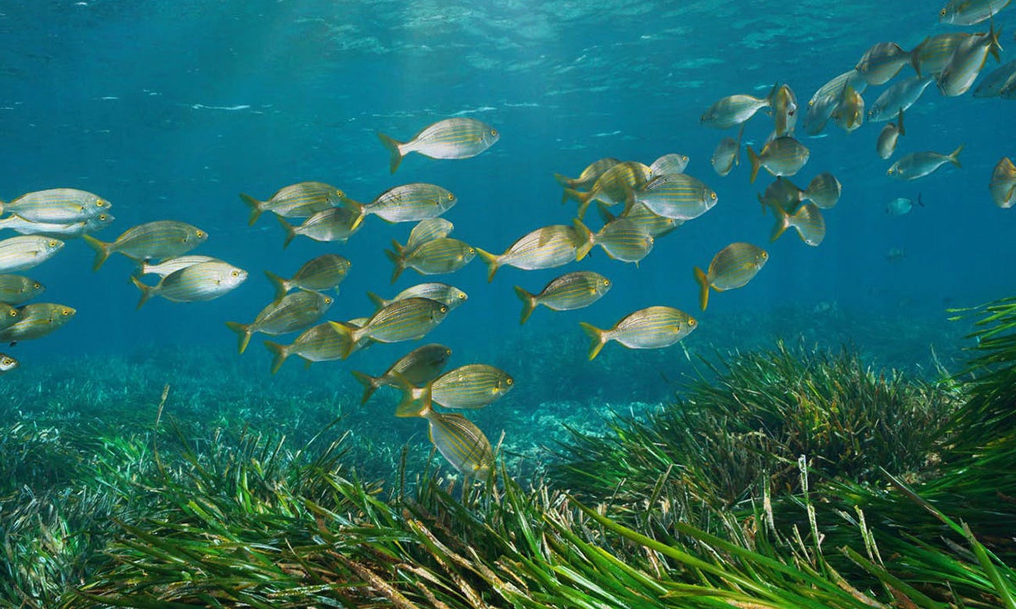 Anabela_Chan_Joaillerie_Our_Ocean_initiative_Our_Vision_Main_banner