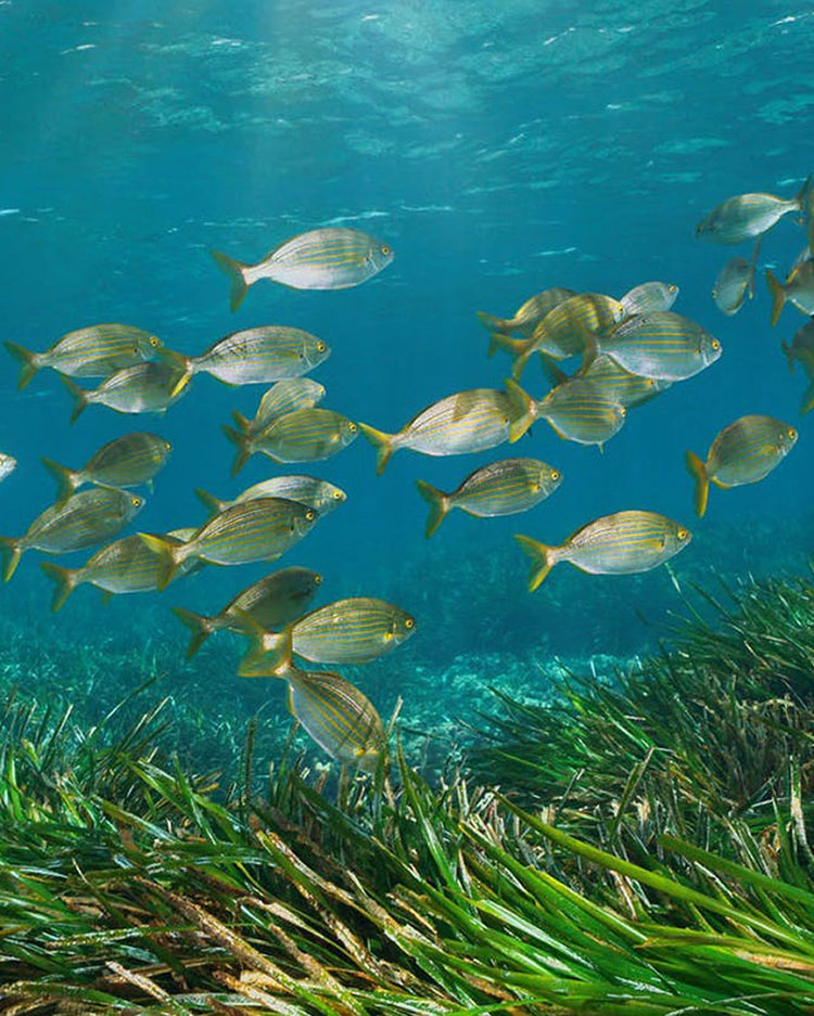 Anabela_Chan_Joaillerie_Our_Ocean_initiative_Our_Vision_Main_banner_mobile