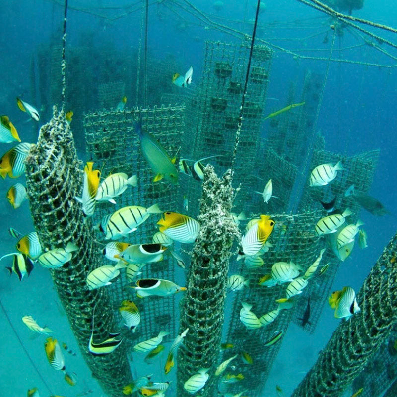 nabela Chan Joaillerie_Sustainability Manifesto_Kamoka Pearls_Regenerative Pearl Farming