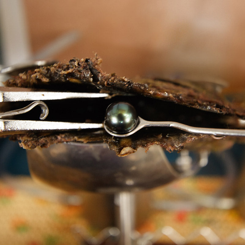 nabela Chan Joaillerie_Sustainability Manifesto_Kamoka Pearls_Regenerative Pearl Farming